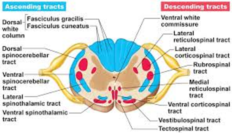 medulla-spinalis-yaralanma-nedenleri-ve-rehabilitasyonu-tr