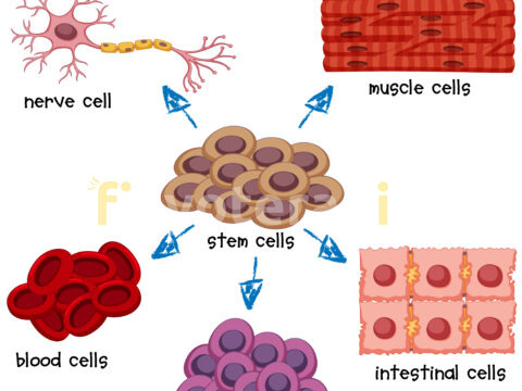 Kök Hücreler ( Stem Cells )